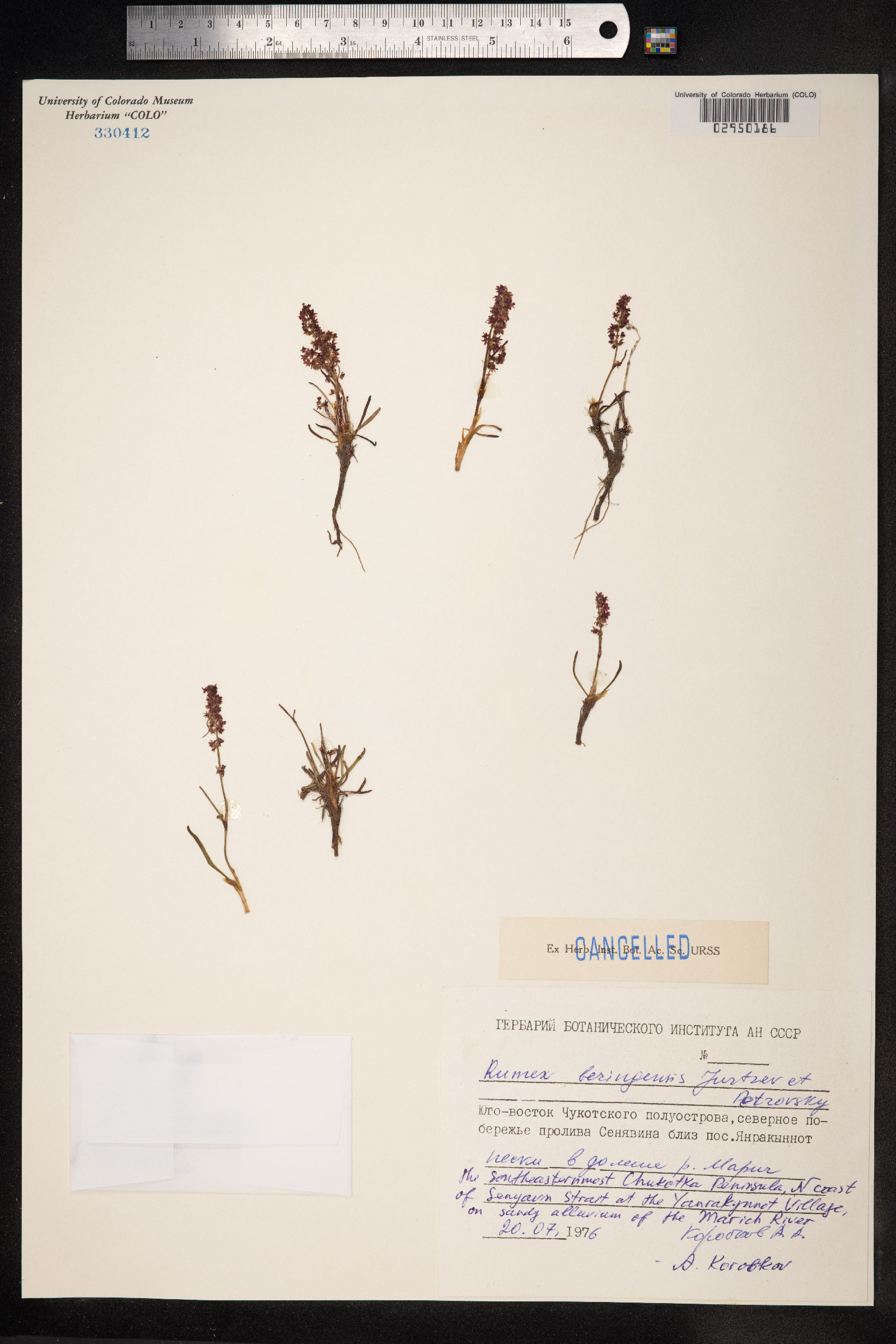 Rumex beringensis image