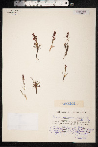Rumex beringensis image