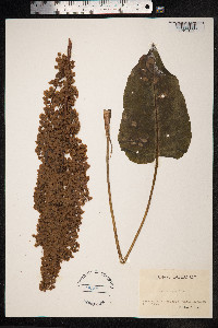 Rumex aquaticus image