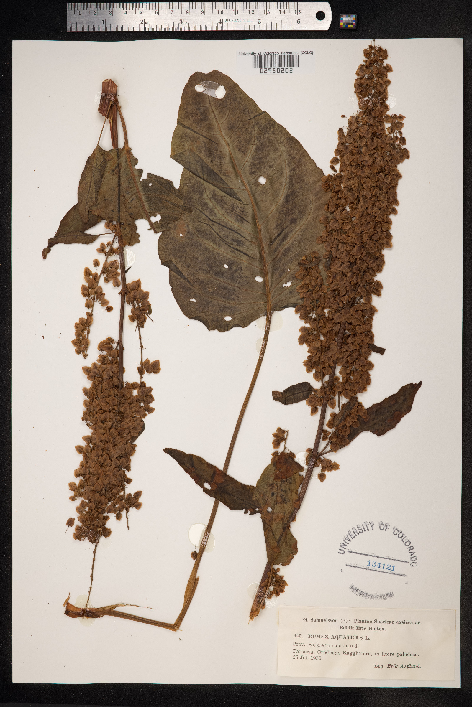 Rumex aquaticus image