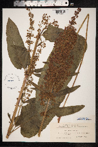 Rumex aquaticus image