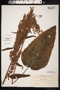 Rumex aquaticus image