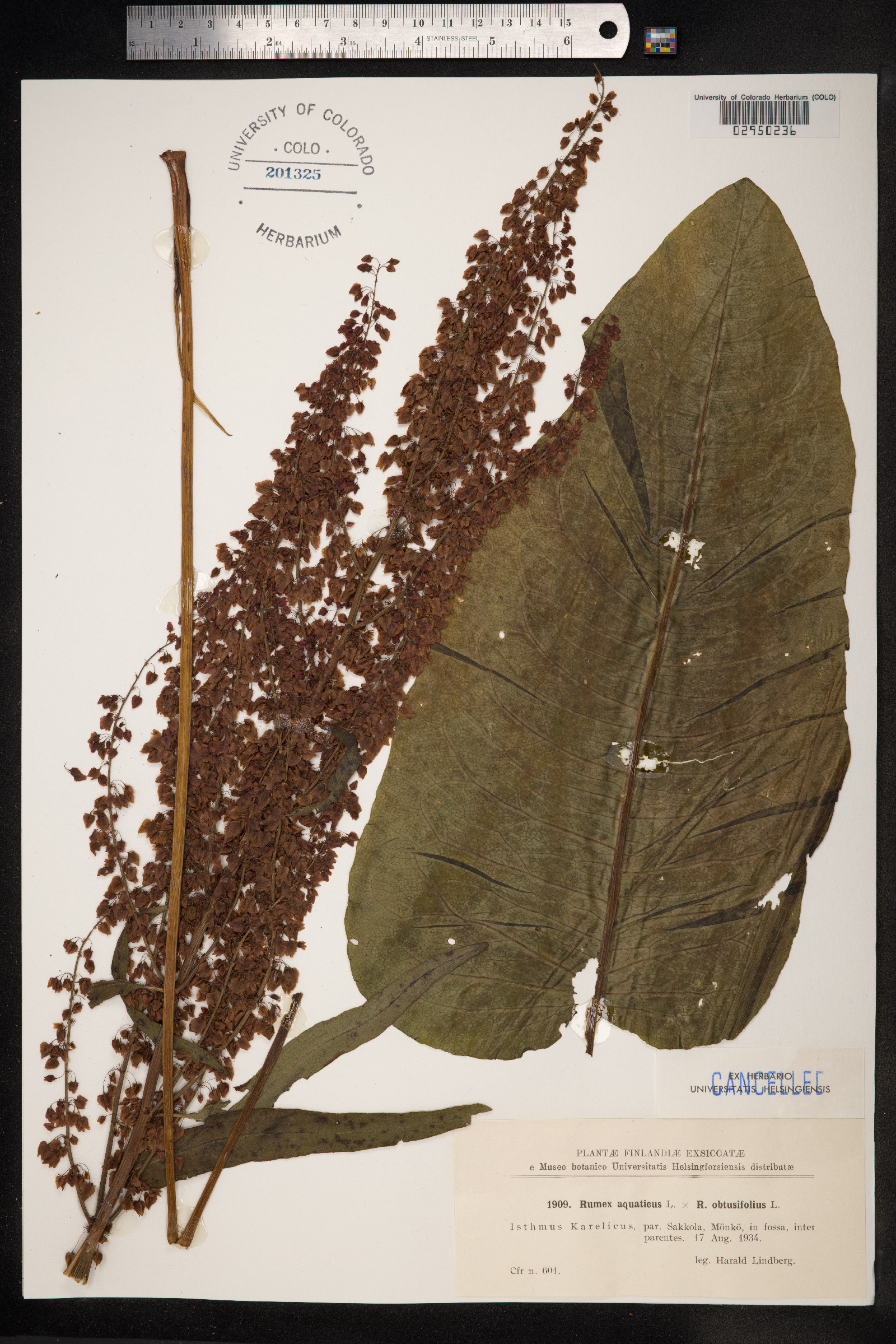 Rumex aquaticus image