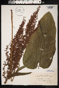 Rumex aquaticus image