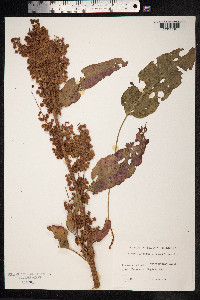 Rumex aquaticus image