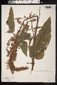 Rumex aquaticus image