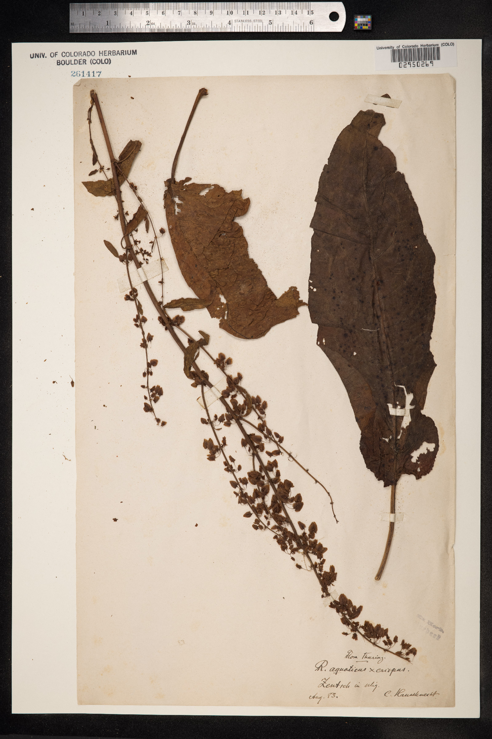 Rumex aquaticus image