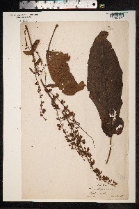 Rumex aquaticus image