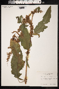 Rumex aquaticus image