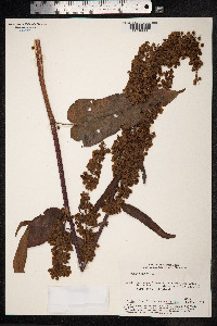 Rumex aquaticus image
