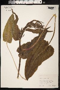Rumex aquaticus image