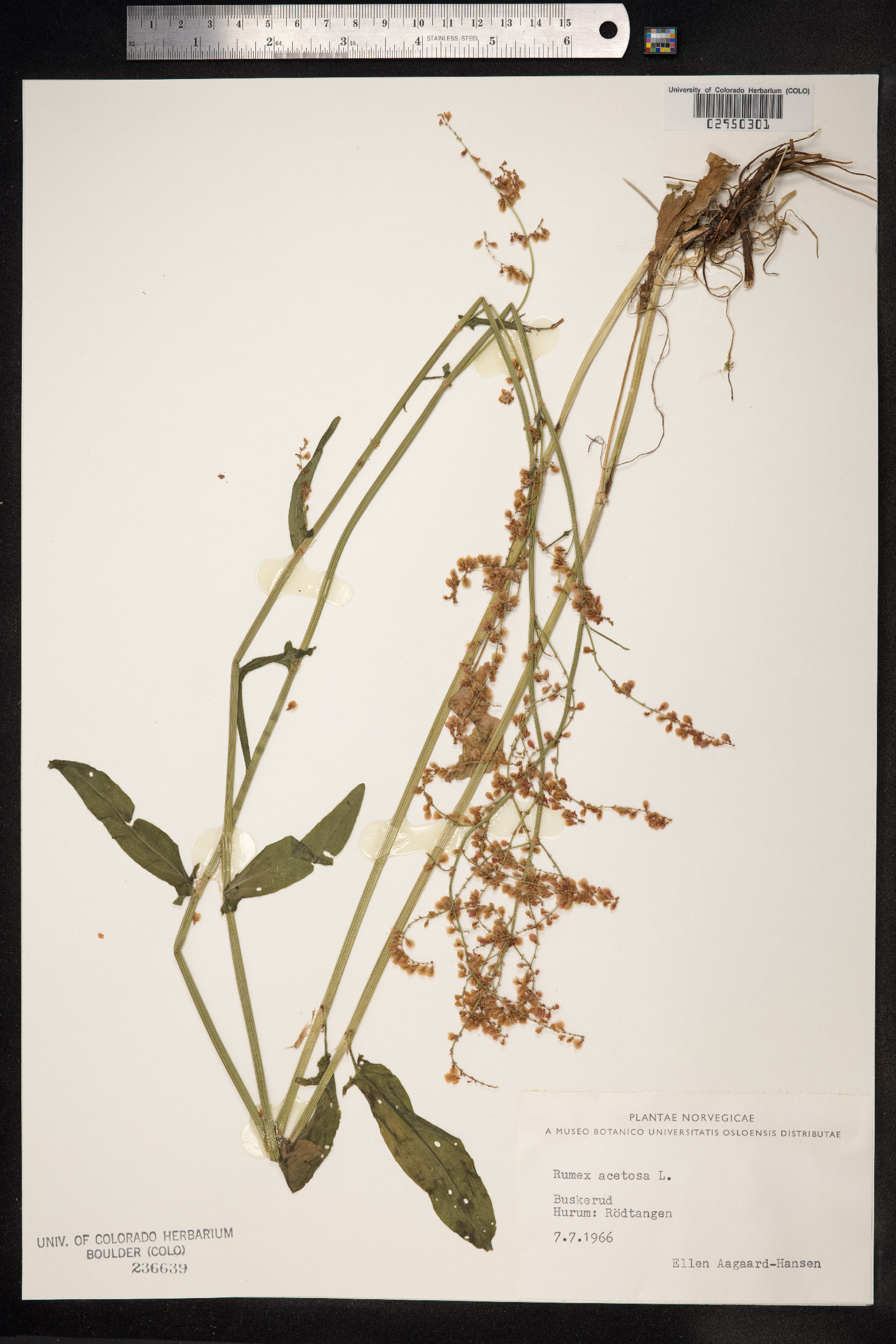 Rumex acetosa image