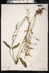 Rumex acetosa image
