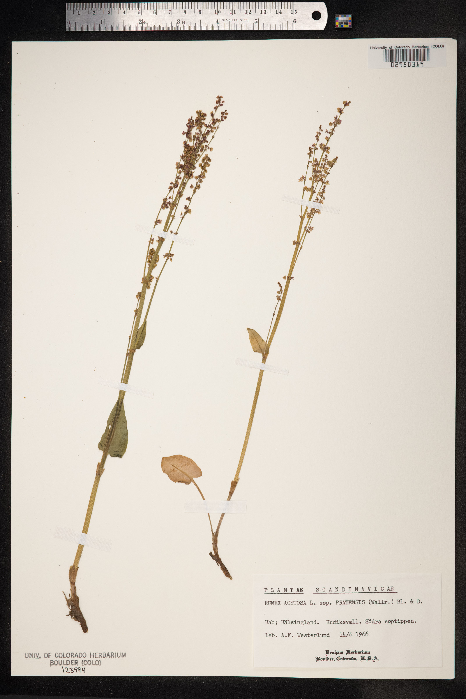 Rumex acetosa image