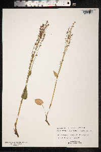 Rumex acetosa image