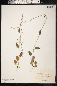 Rumex acetosa image