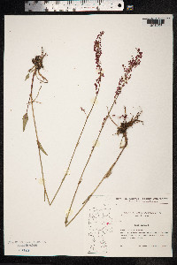 Rumex acetosa image