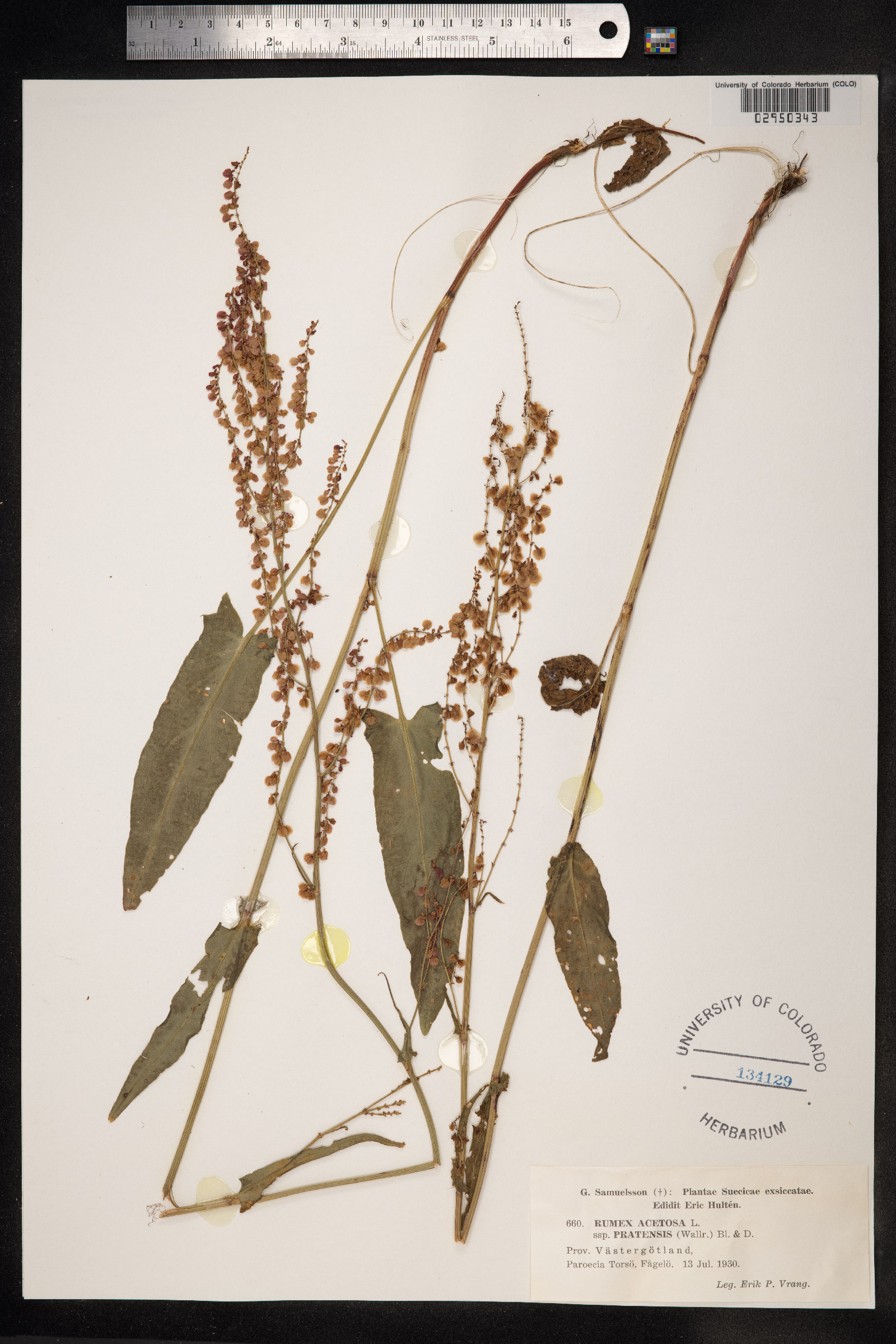 Rumex acetosa image