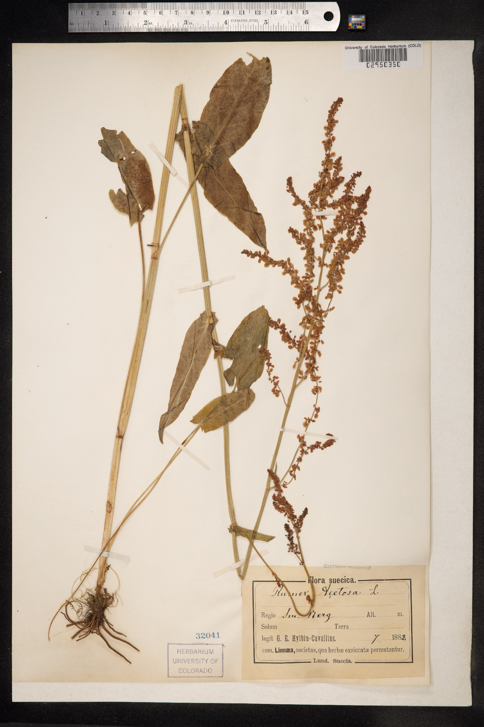 Rumex acetosa image