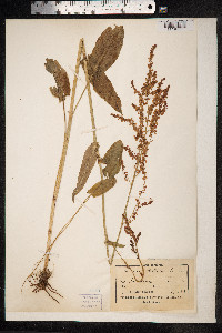 Rumex acetosa image
