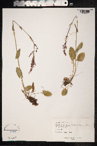 Rumex acetosa image