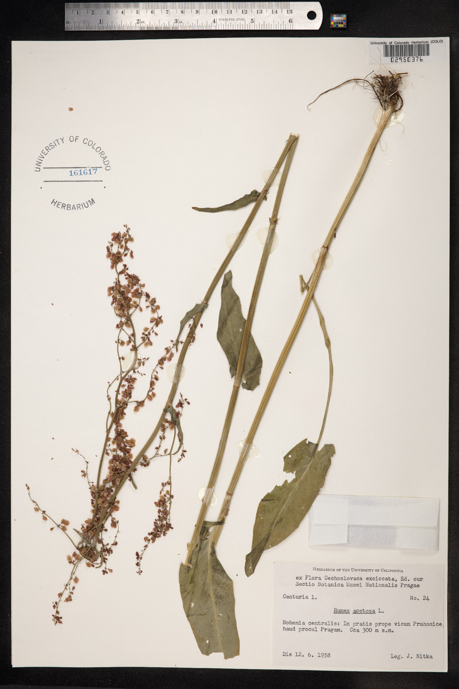 Rumex acetosa image