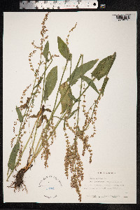 Rumex acetosa image
