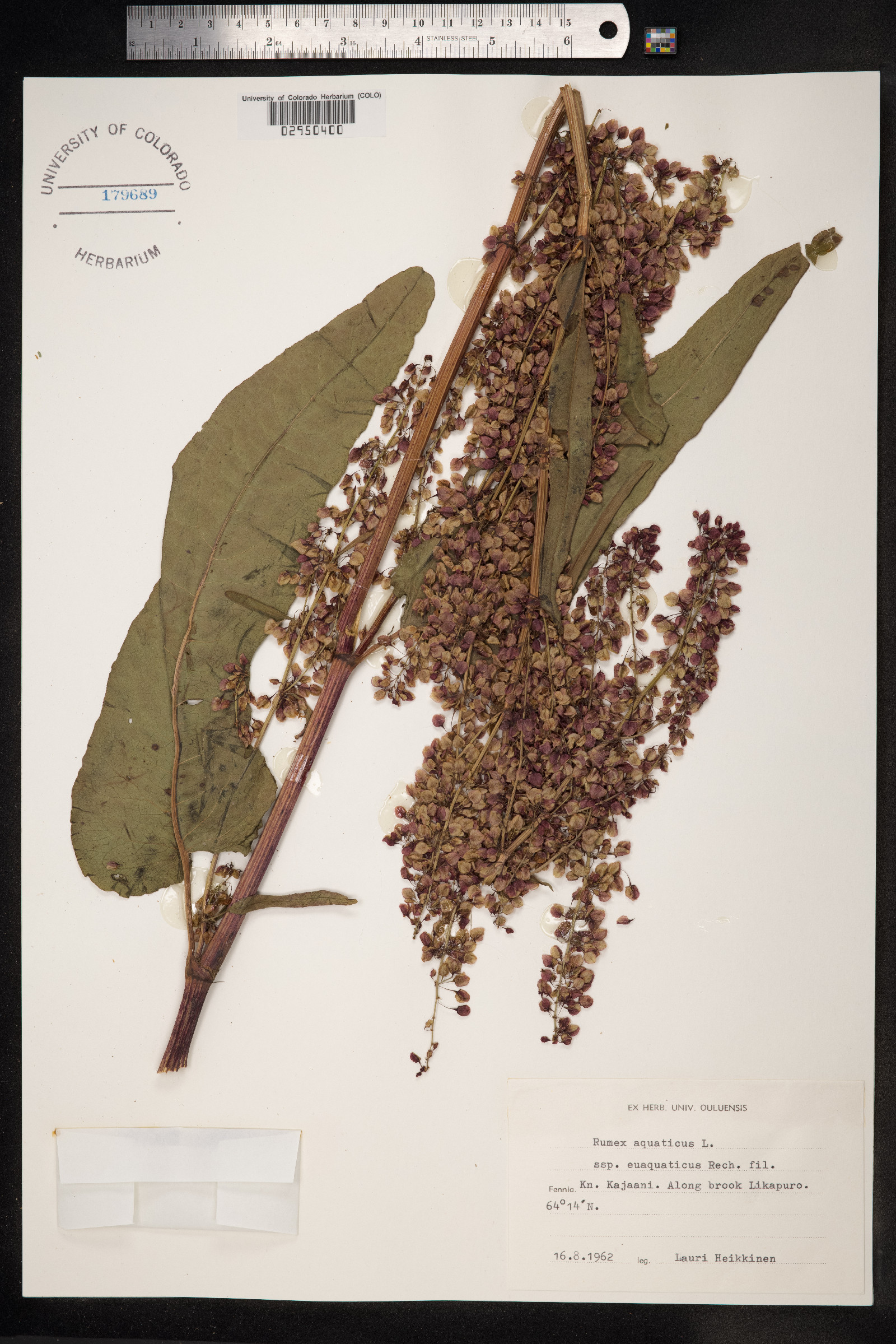 Rumex aquaticus image