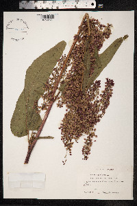 Rumex aquaticus image
