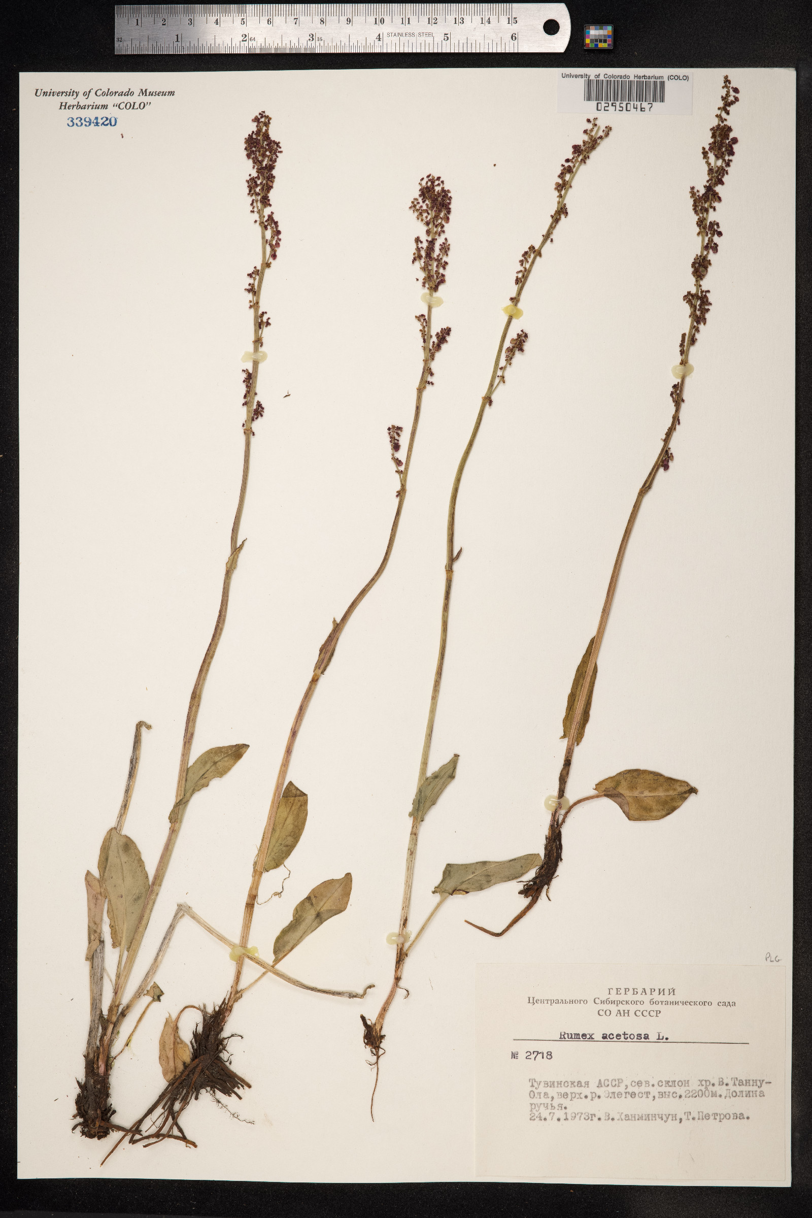 Rumex acetosa image