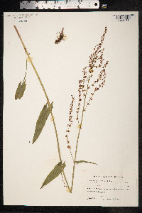 Rumex acetosa image