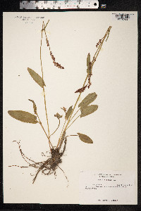 Rumex acetosa image