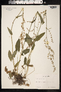 Rumex acetosa image