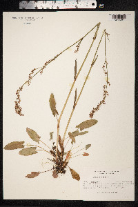 Rumex acetosa image