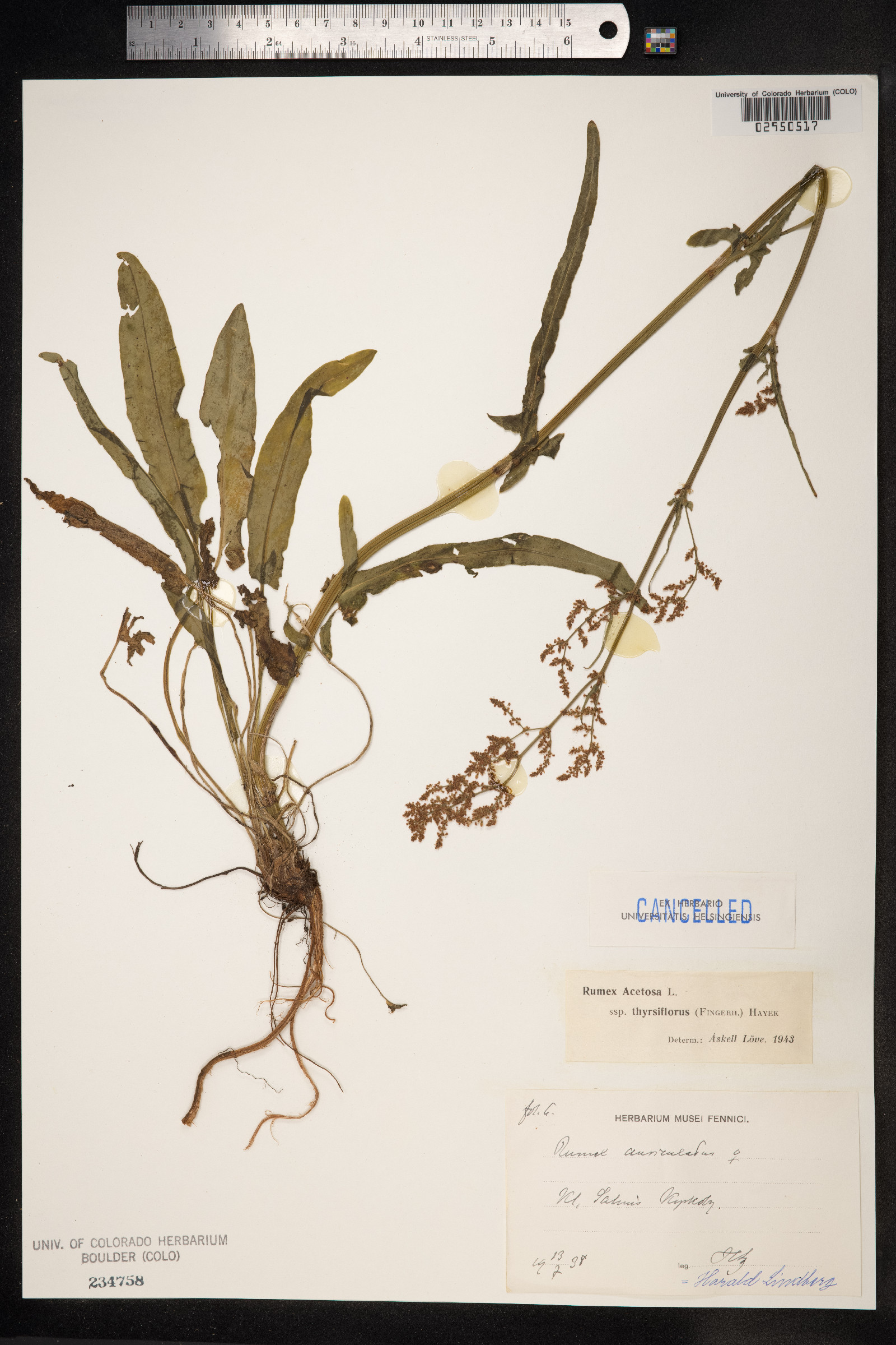 Rumex acetosa image