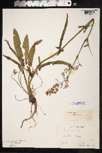 Rumex acetosa image