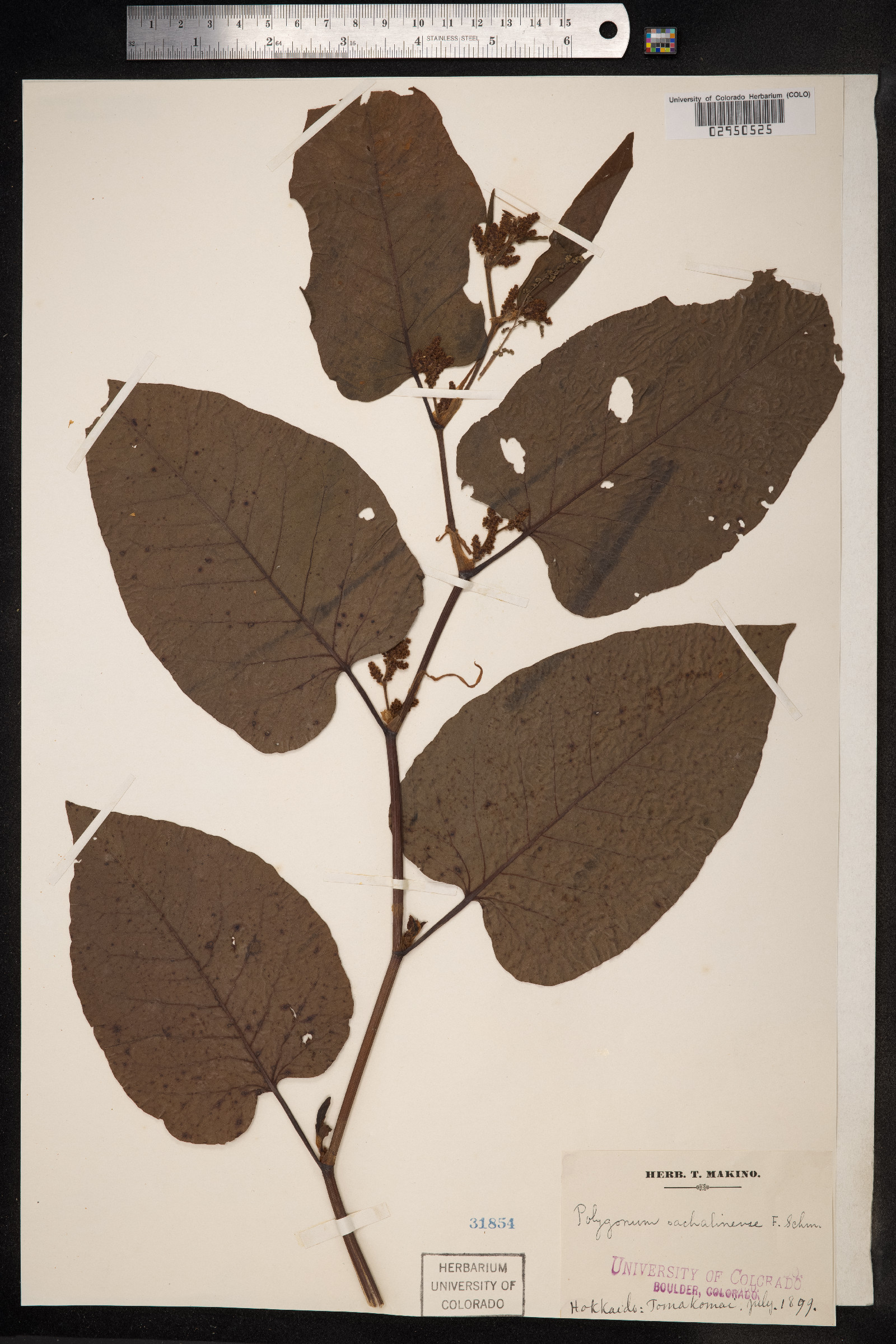 Fallopia sachalinensis image