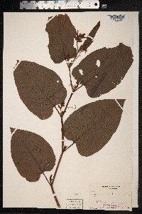 Fallopia sachalinensis image