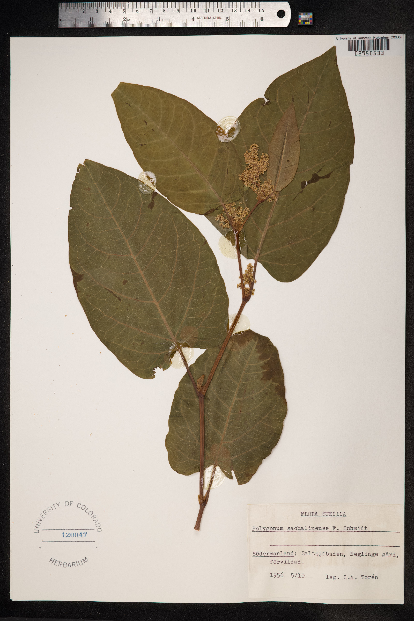 Fallopia sachalinensis image