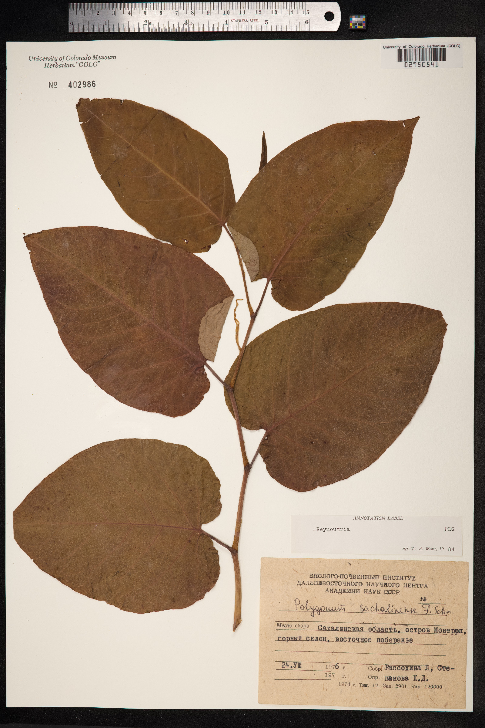 Fallopia sachalinensis image