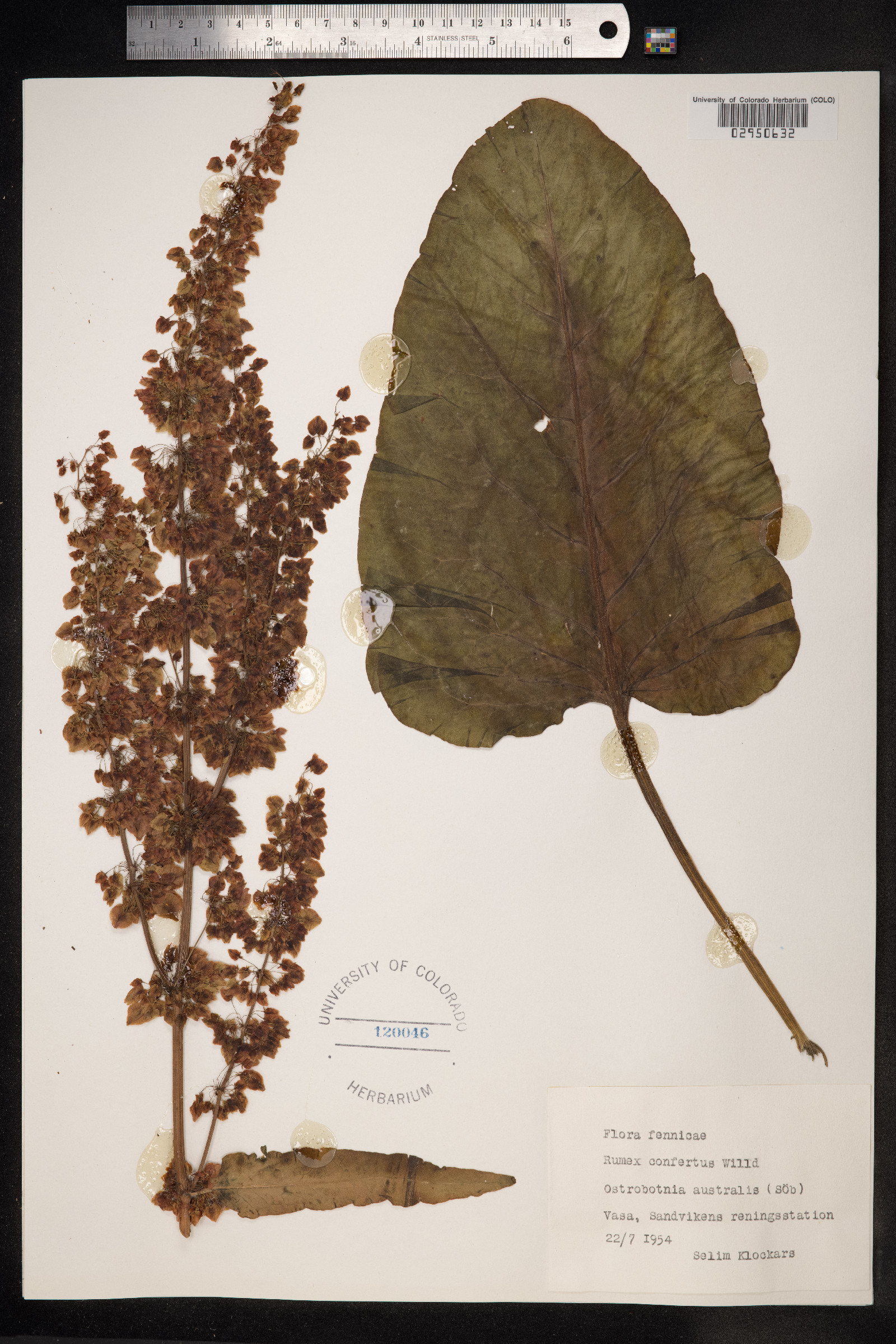 Rumex confertus image