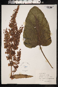 Rumex confertus image