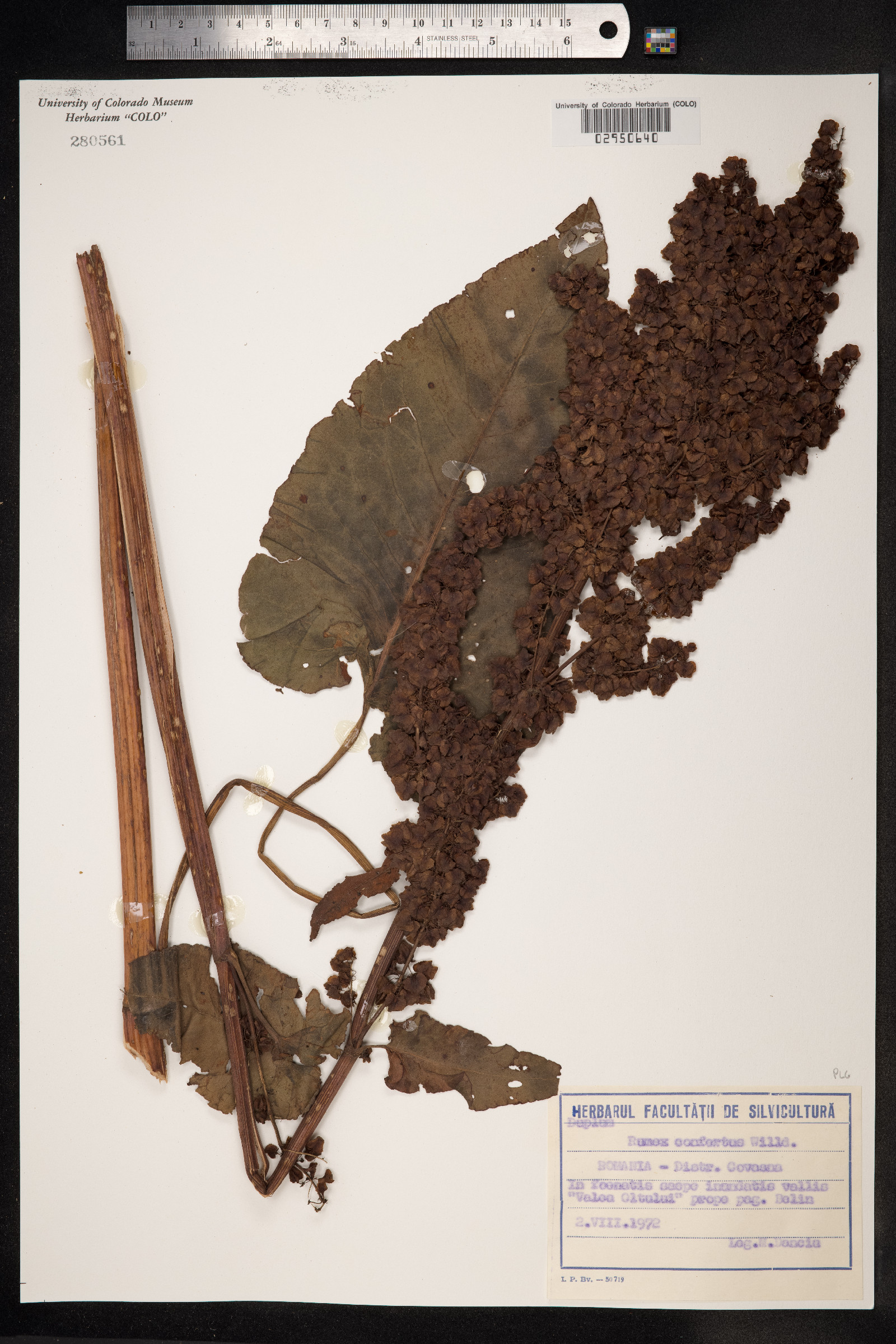 Rumex confertus image