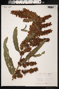 Rumex confertus image
