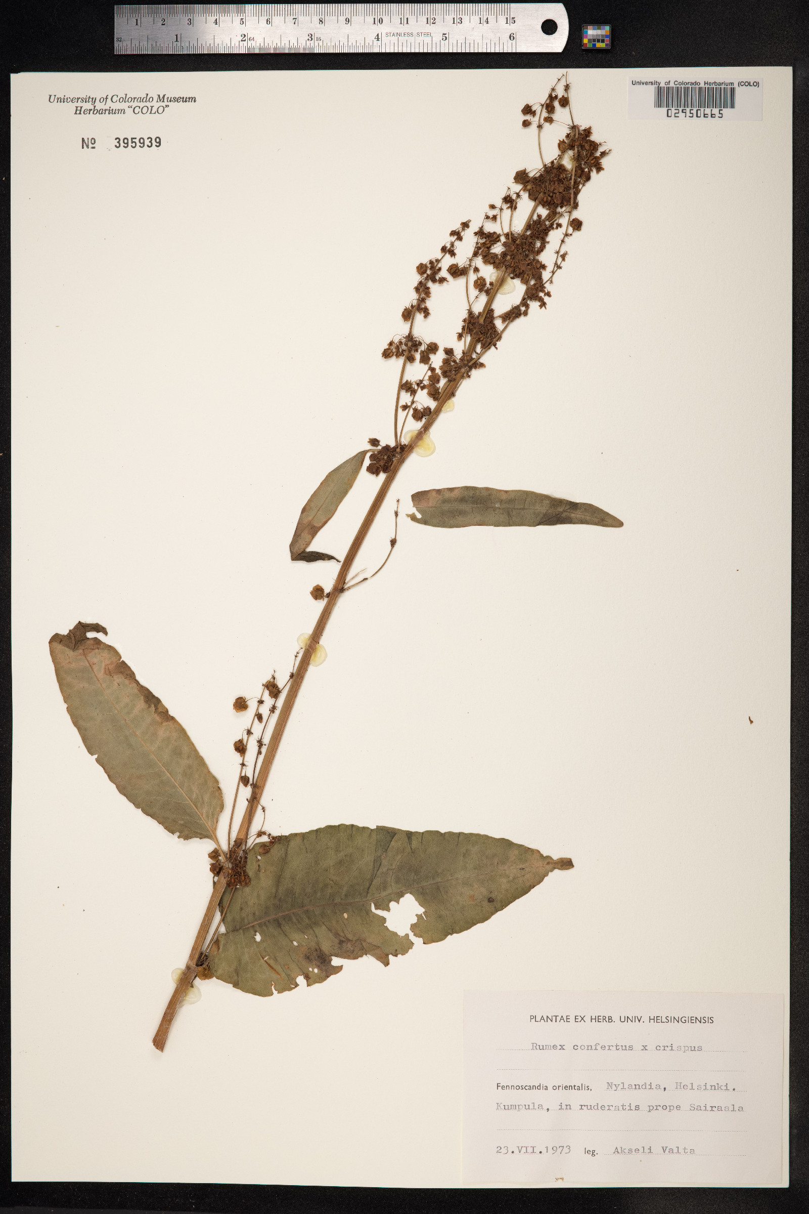 Rumex confertus image