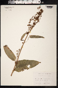 Rumex confertus image