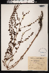 Rumex conglomeratus image