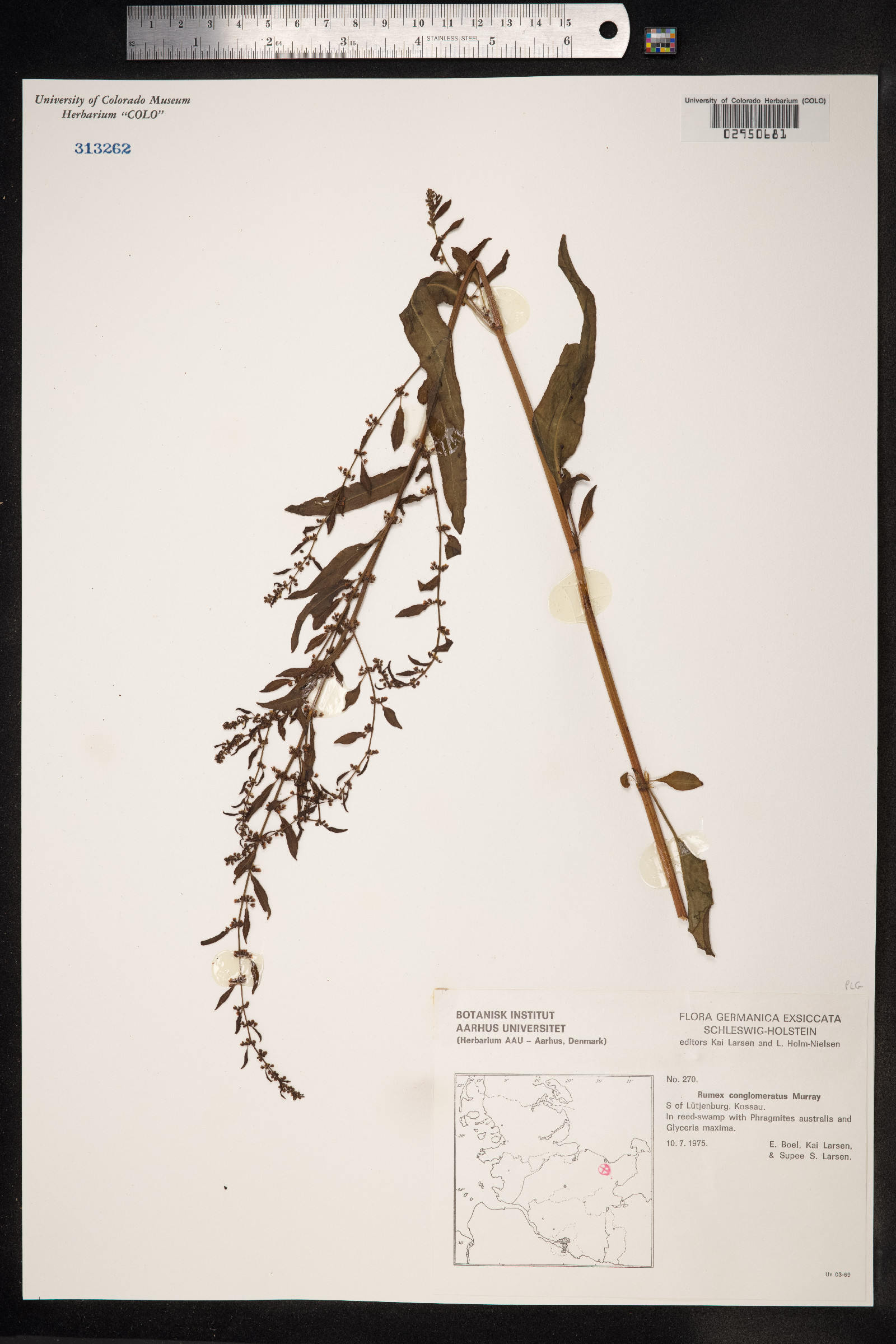 Rumex conglomeratus image
