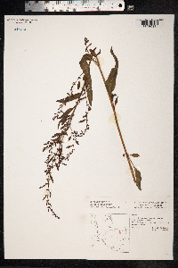 Rumex conglomeratus image