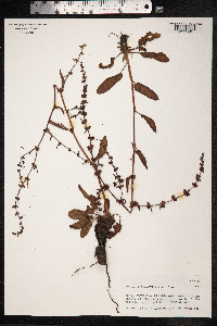 Rumex conglomeratus image